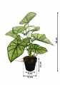 GD3413_SYNGONIUM_WYMIARY.jpg