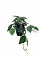 GD3458_FILODENDRON_M_A.jpg