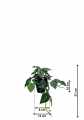 GD3458_FILODENDRON_M_WYMIARY.jpg