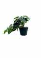 GD3458_FILODENDRON_M_D.jpg