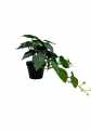 GD3458_FILODENDRON_M_B.jpg