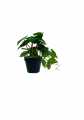 GD3458_FILODENDRON_M_C.jpg