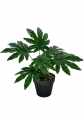 GD3462A_ARALIA_S_1.jpg