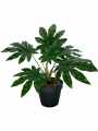 GD3462A_ARALIA_S_3.jpg