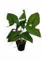 GD3465_SYNGONIUM_1.jpg
