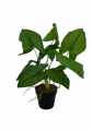 GD3465_SYNGONIUM_2.jpg