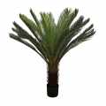 GD4073_CYCAS_65cm.jpg