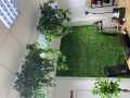 DZIURAWIEC_ZIELONY_GD243 IVY_RAIN_GD566.JPG