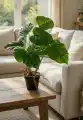 Wizualizacja_Maranta_M