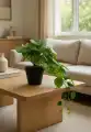Pilea_wizualizacja