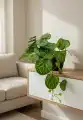 Pilea_wizualizacja
