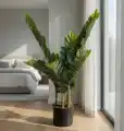 ZAMIOKULKAS_WIZUALIZACJA2