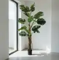 MONSTERA_WIZUALIZACJA
