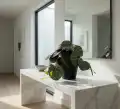 PILEA_WIZUALIZACJA
