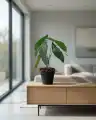 BEGONIA_WIZUALIZACJA