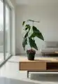 BEGONIA_WIZUALIZACJA
