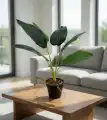 BANAN_WIZUALIZACJA