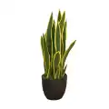GD4021_SANSEWIERIA_LAURENTII_65cm.jpg