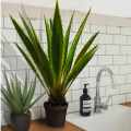DG 4033_GREEN DESIGNERS_SKLEP_Roślina dekoracyjna Agawa Americana 120cm 1.jpg