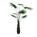 GD4293_WASHINGTONIA_ROBUSTA_180cm.jpg