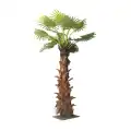 GD4281_PALMA_SABAL_250cm.jpg